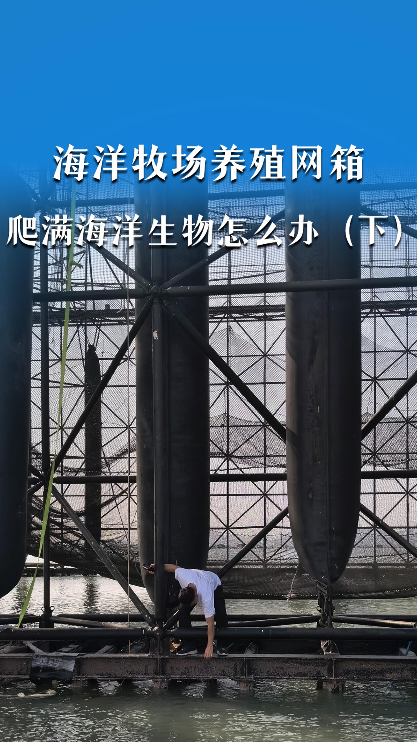 海洋牧场养殖网箱，爬满海洋生物怎么办？（下）