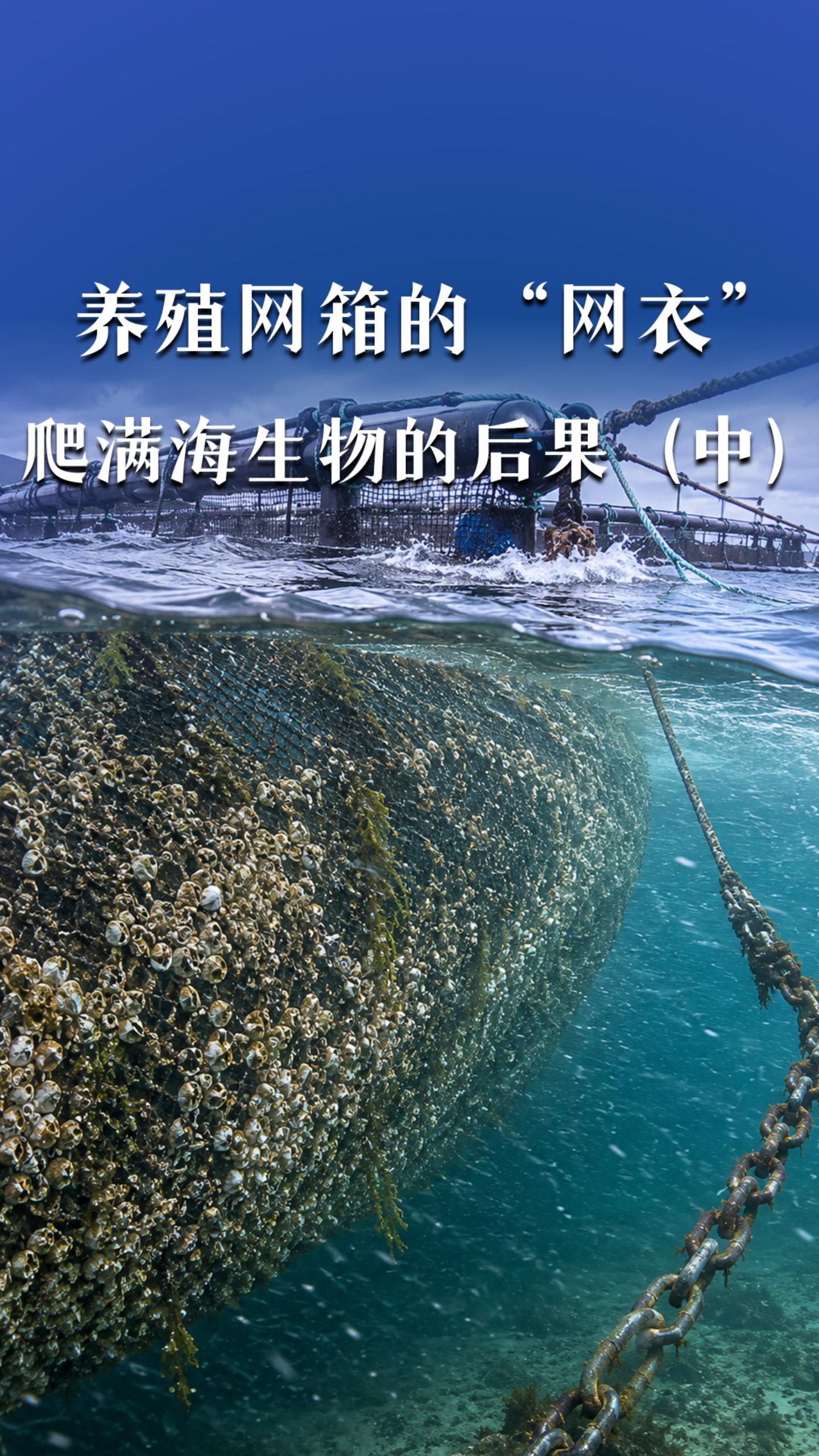 养殖网箱的“网衣”爬满海生物的后果（中）